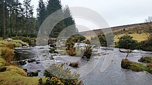 Bellever Forest, Dartmoor National Park, Devon,uK