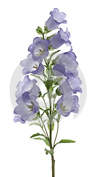 Bellflower