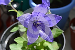 Bellflower. Beautiful big flower of Platycodon grandiflorus