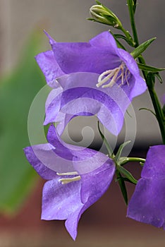 Bellflower blossoms