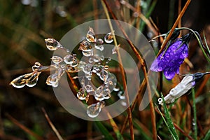 Bellflower - Campanula Alpina