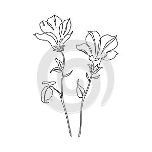 Bellflower continuous line art drawing style. Wild flowers line sketch