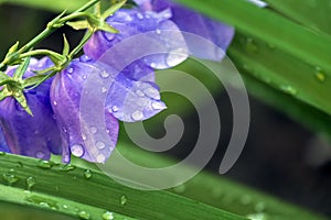 Bellflower covered with drops of morning dew