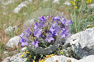 Bellflower Crimean flowers