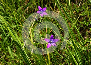 Bellflower in grass growing in the field. Wild flowers. photo