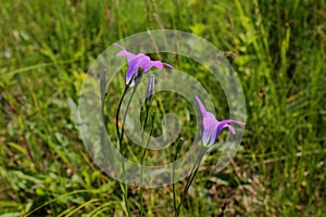Bellflower in grass growing in the field. Wild flowers. photo
