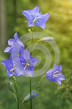 Bellflower growing in the forest on the sunny meadow