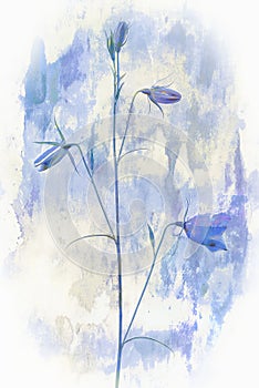 Bellflower in nature, digital painting photo