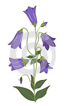 Bellflower plant, Campanula in blossom vector