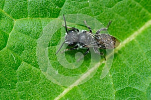 Bellflower Resin Bee - Megachile campanulae