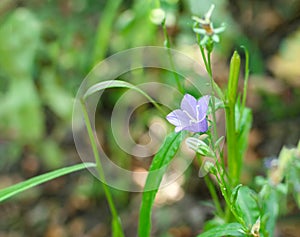 Bellflower stem isolated on a white background