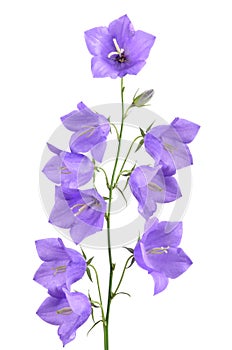 Bellflower stem photo