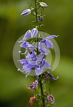 Bellflower photo