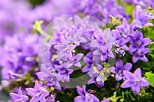 Bellflower â€” a small ornamental plant, a species of the genus, Campanula portenschlagiana blue color