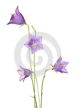 Bellflowers