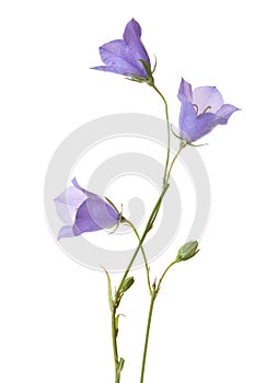 Bellflowers