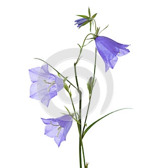 Bellflowers isolated on white. Campanula rotundifolia
