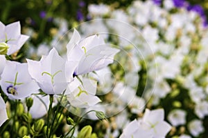 Bellflowers. Vividly saturated background of flowers