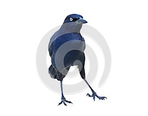 Belligerent Blackbird