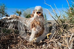 Belligerent juvenile of Long-legged buzzard (Buteo rufinus) in the nest placed on saxaul bush (Haloxylon persicum