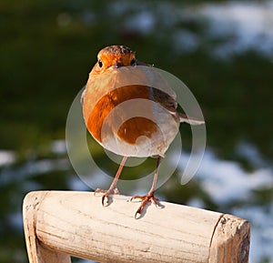 Belligerent Robin perched on Spade Handle in Snow