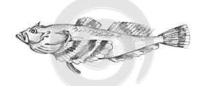 Belligerent sculpin. Drawing realistic image.