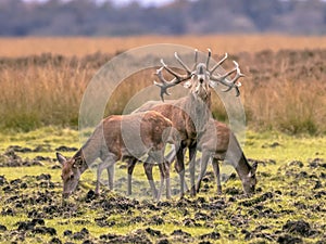 Belling Buck deer guarding hinds