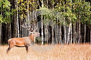 Belling deer stag with big horns in autumn. Cervus Elaphus. Natural habitat