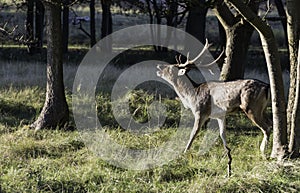 Belling fallow deer in nature