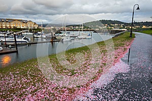 Gate 9 Squalicum Harbor after rain. View from Fisherman`s memorial at Zuanich Point Park.