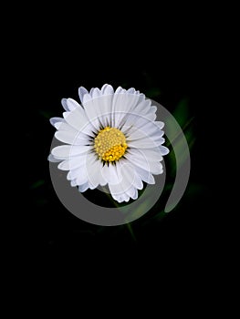 Bellis annua, Plant, Daisy, Flower, Perennial, Asteraceae, Significance, Cultivation, Garden, Maintenance photo