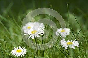 Bellis flower (English Daisy, Bellis perennis) photo