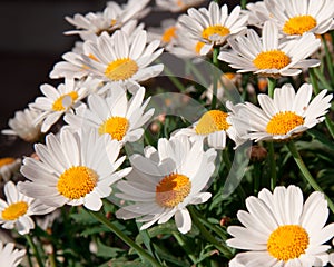 Bellis flowers