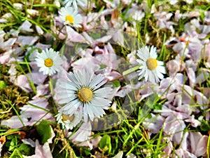 Bellis flowers in a grass with pink petals of the cherrytree