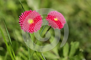 Bellis perenis, Spring flower on the meadow