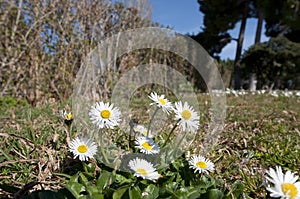 Bellis perennis