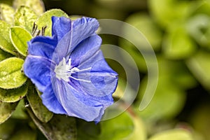 Bellis perennis, Blue daisy flower close up