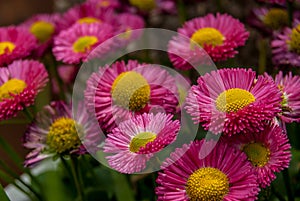 Bellis perennis, chiribita, common daisy photo