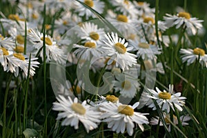 Bellis perennis. Closeup of Daisy in garden