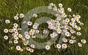 Bellis perennis. Closeup of Daisy in grass.