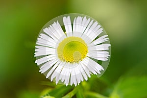 Bellis perennis is a common daisy