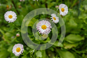 Bellis perennis, common daisy