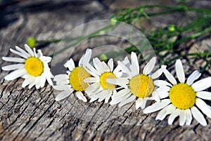 Bellis perennis common daisy, lawn daisy or English daisy flowers on wooden background