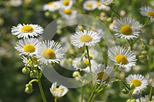 Bellis perennis, the common daisy, sometimes known also as lawn daisy or English daisy.