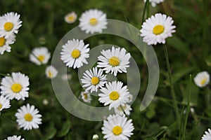 Common daisy in spring photo