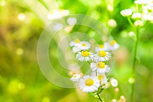 Common daisy photo