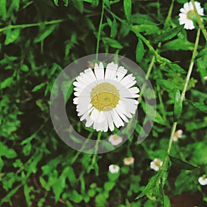 Bellis perennis is a common European species of daisy, of the family Asteraceae, often considered the archetypal species