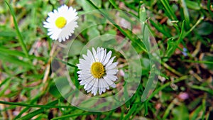 Bellis perennis common species of daisy
