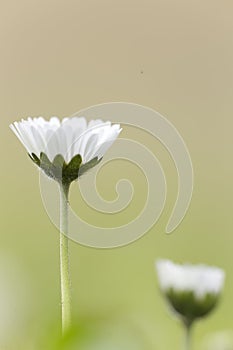 Bellis perennis, commonly called chiribita, common daisy, pascueta or velvet. photo