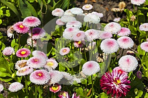 Bellis perennis daisy